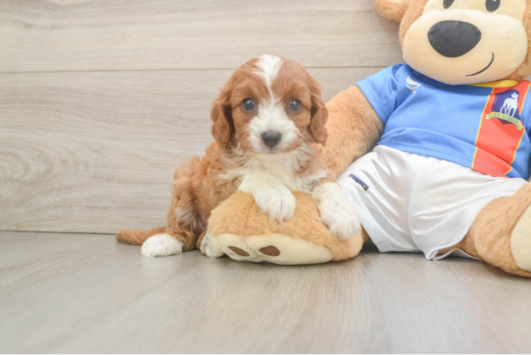 Meet Odessa - our Cavapoo Puppy Photo  1/3 - Seaside Pups Playful Cavapoodle Poodle Mix Puppy