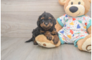 Cavapoo Pup Being Cute