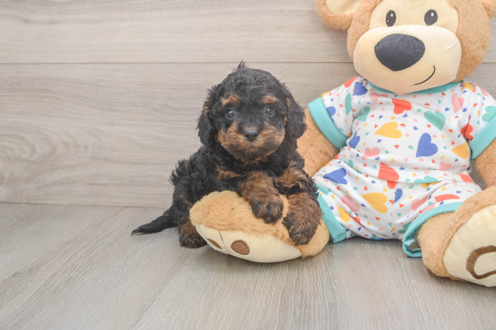 Cavapoo Pup Being Cute