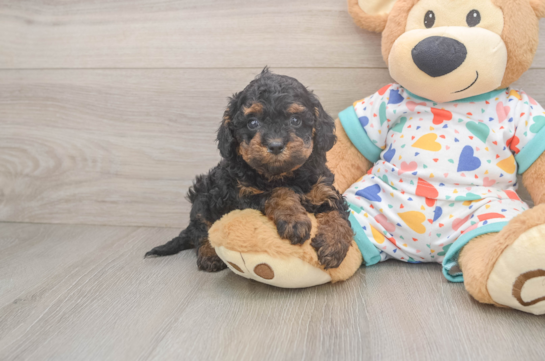Cavapoo Pup Being Cute