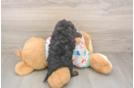 Fluffy Cavapoo Poodle Mix Pup
