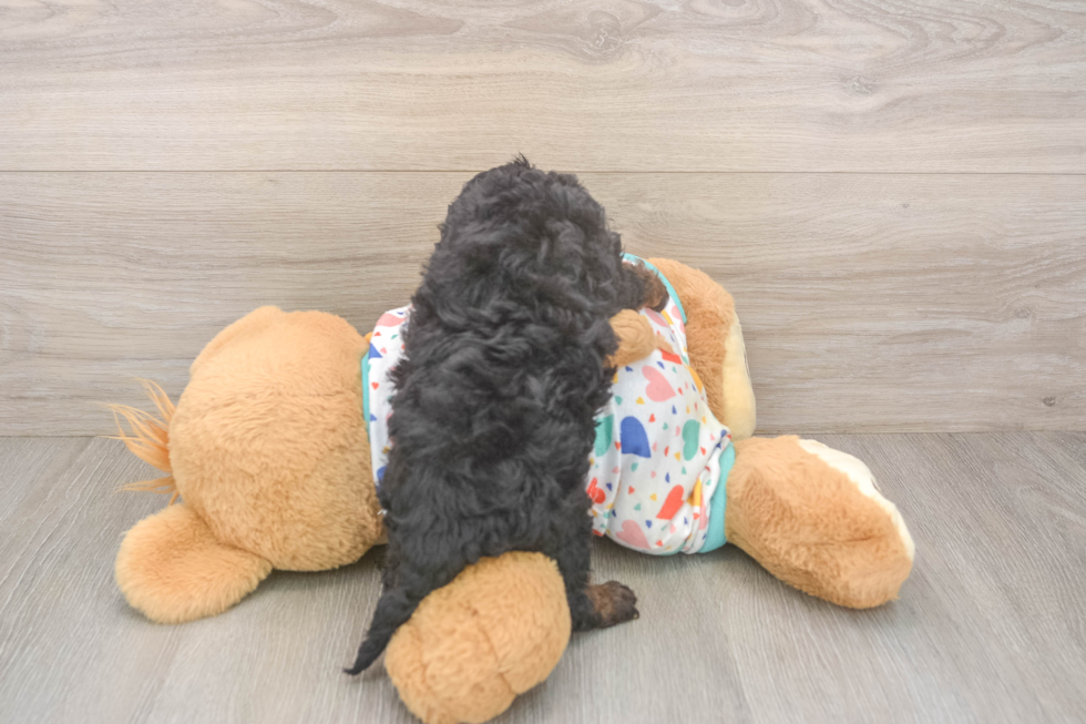 Fluffy Cavapoo Poodle Mix Pup