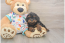 Cavapoo Puppy for Adoption