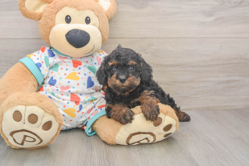 Cavapoo Puppy for Adoption