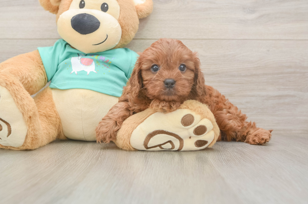 5 week old Cavapoo Puppy For Sale - Seaside Pups