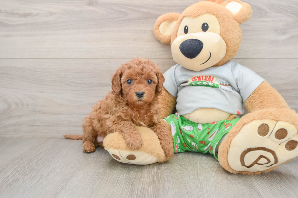 Cavapoo Pup Being Cute