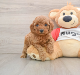 9 week old Cavapoo Puppy For Sale - Seaside Pups
