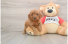 Small Cavapoo Baby