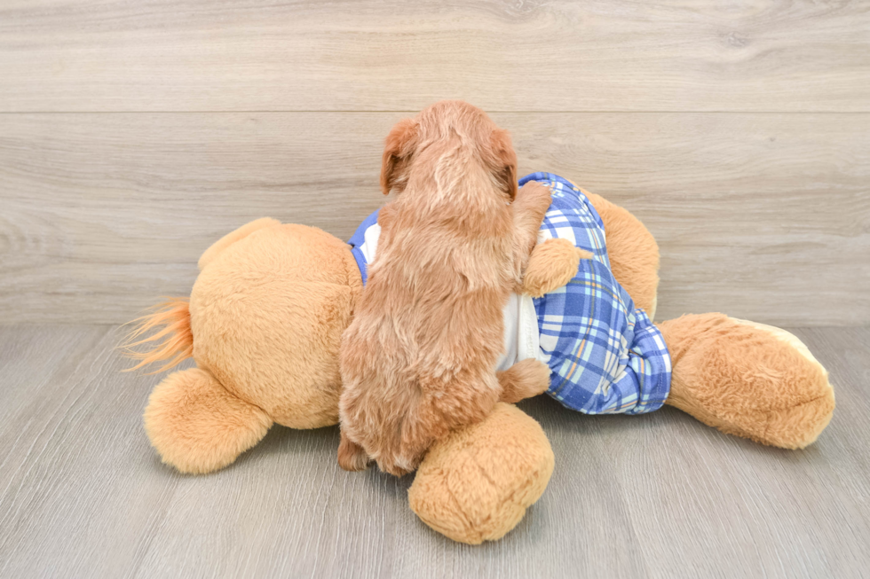 Fluffy Cavapoo Poodle Mix Pup