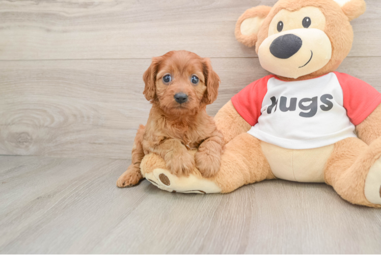 Cavapoo Pup Being Cute