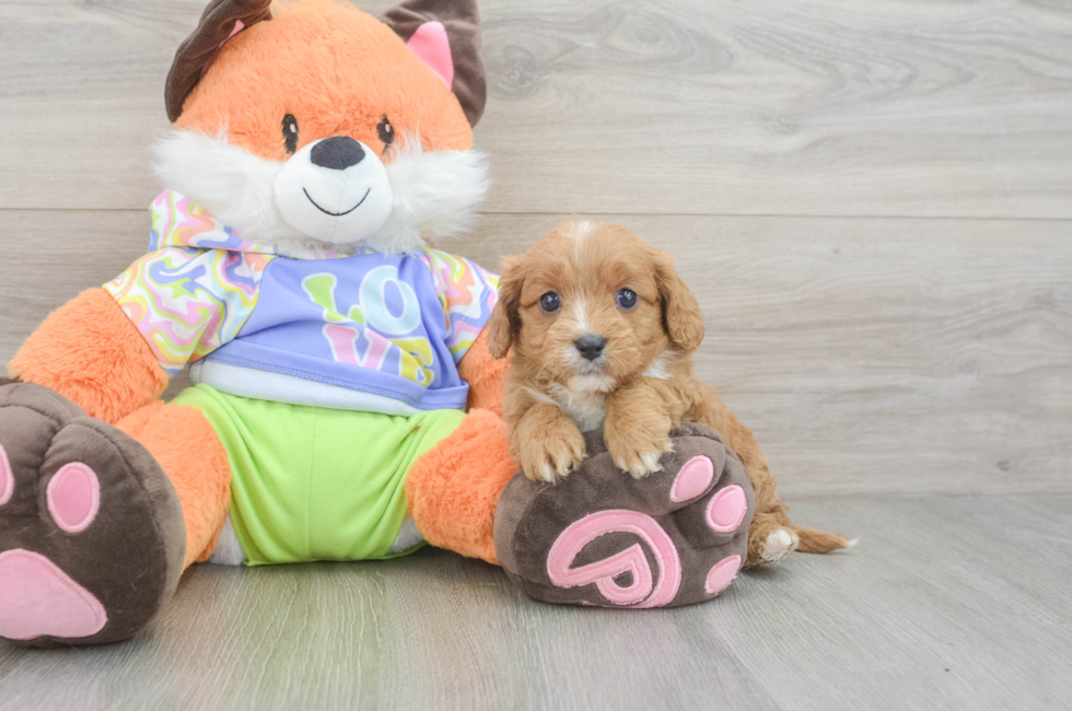 6 week old Cavapoo Puppy For Sale - Seaside Pups