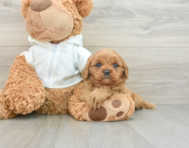 7 week old Cavapoo Puppy For Sale - Seaside Pups