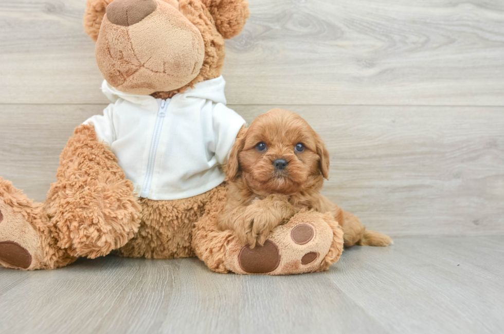 7 week old Cavapoo Puppy For Sale - Seaside Pups