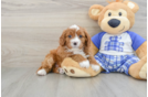 Popular Cavapoo Poodle Mix Pup