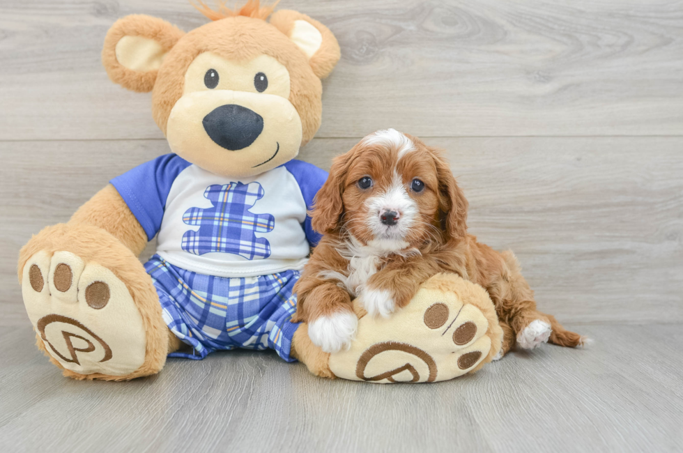 5 week old Cavapoo Puppy For Sale - Seaside Pups