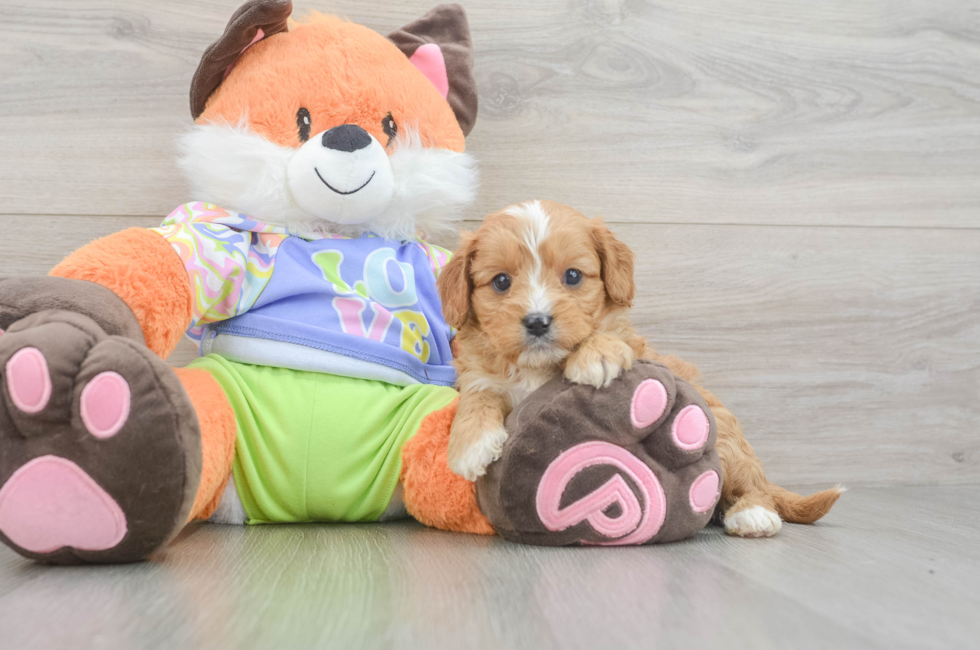 6 week old Cavapoo Puppy For Sale - Seaside Pups
