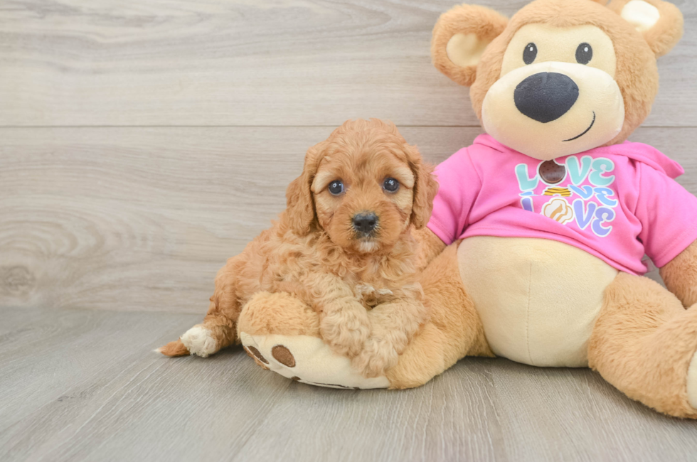 5 week old Cavapoo Puppy For Sale - Seaside Pups