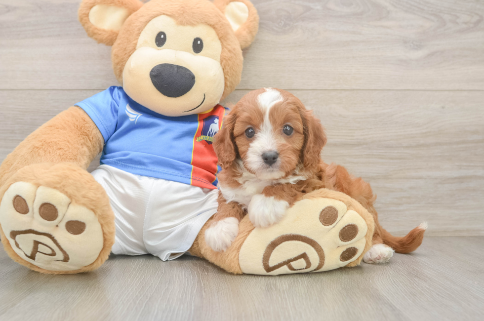 6 week old Cavapoo Puppy For Sale - Seaside Pups