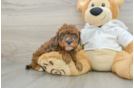 Smart Cavapoo Poodle Mix Pup