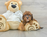 9 week old Cavapoo Puppy For Sale - Seaside Pups