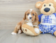 8 week old Cavapoo Puppy For Sale - Seaside Pups