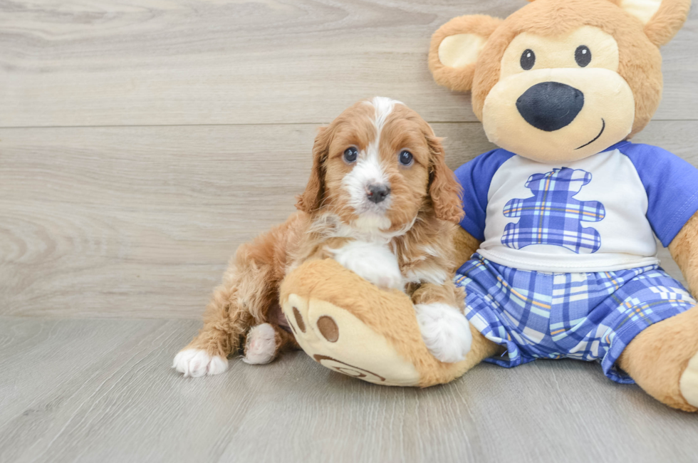 5 week old Cavapoo Puppy For Sale - Seaside Pups