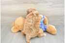 Cute Cavapoo Baby