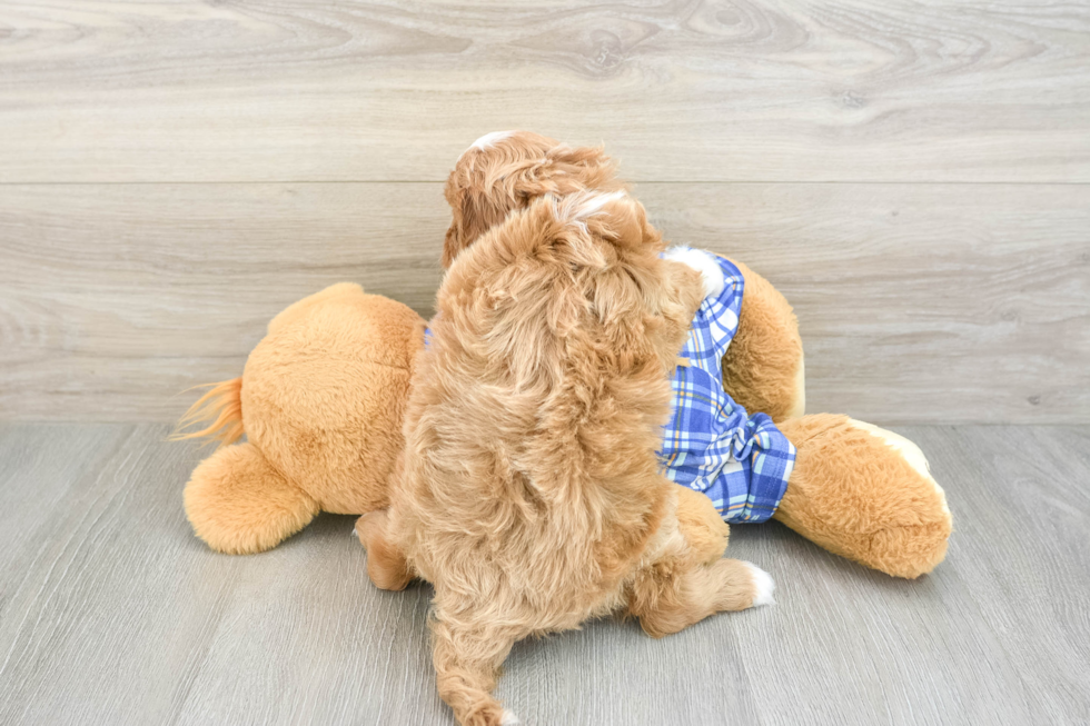 Cute Cavapoo Baby