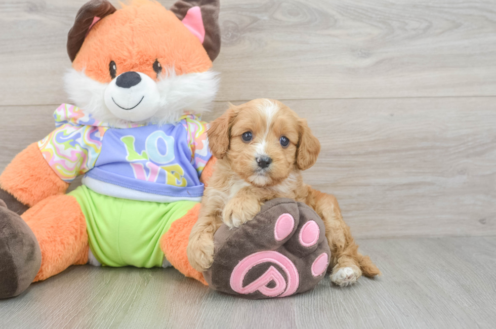 6 week old Cavapoo Puppy For Sale - Seaside Pups