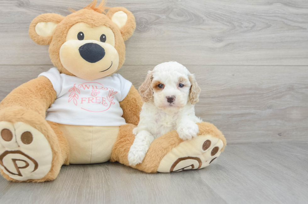 6 week old Cavapoo Puppy For Sale - Seaside Pups