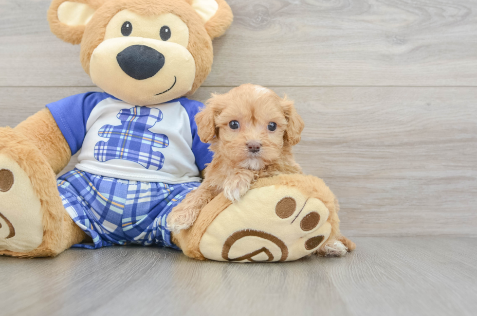 7 week old Cavapoo Puppy For Sale - Seaside Pups