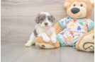 Best Cavapoo Baby