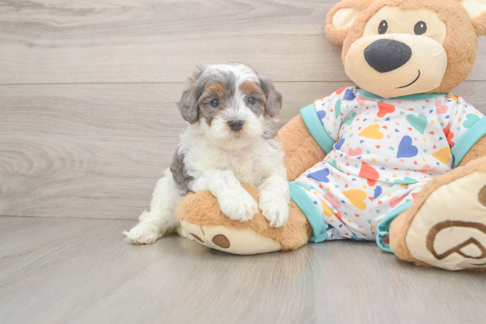 Best Cavapoo Baby