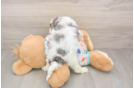 Best Cavapoo Baby