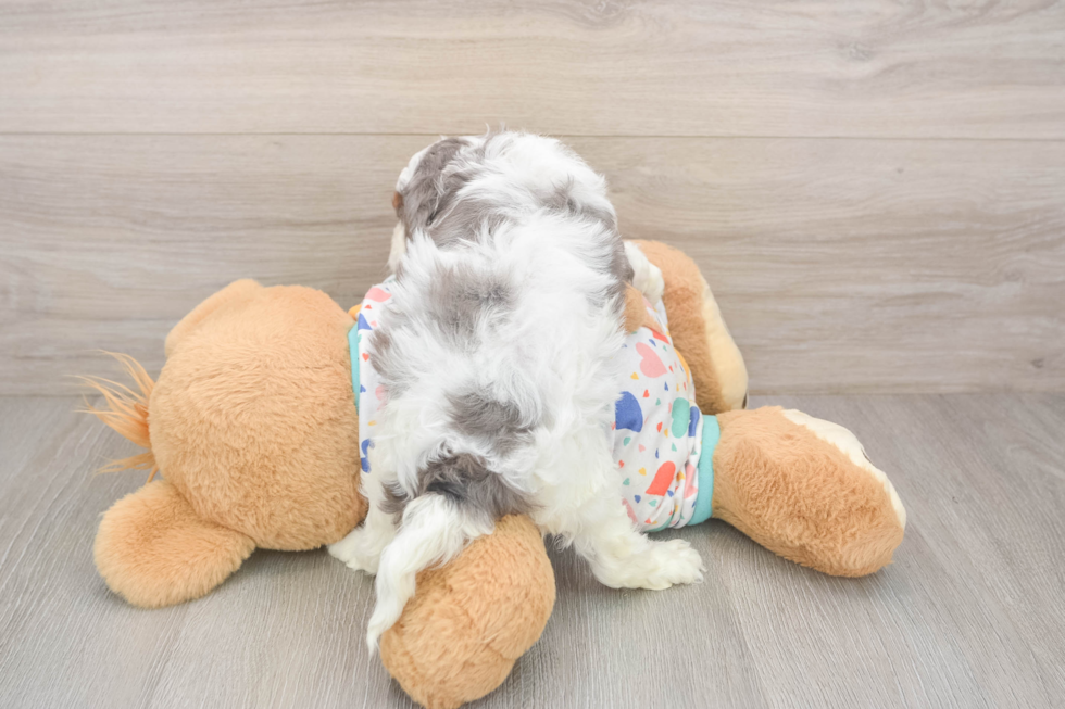 Best Cavapoo Baby