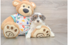 Adorable Cavalier King Charles Spaniel and Poodle Mix Poodle Mix Puppy