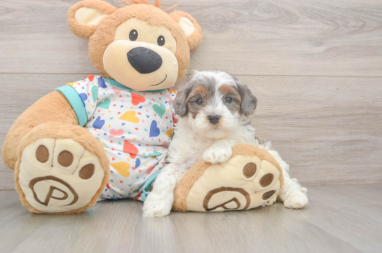 Adorable Cavalier King Charles Spaniel and Poodle Mix Poodle Mix Puppy
