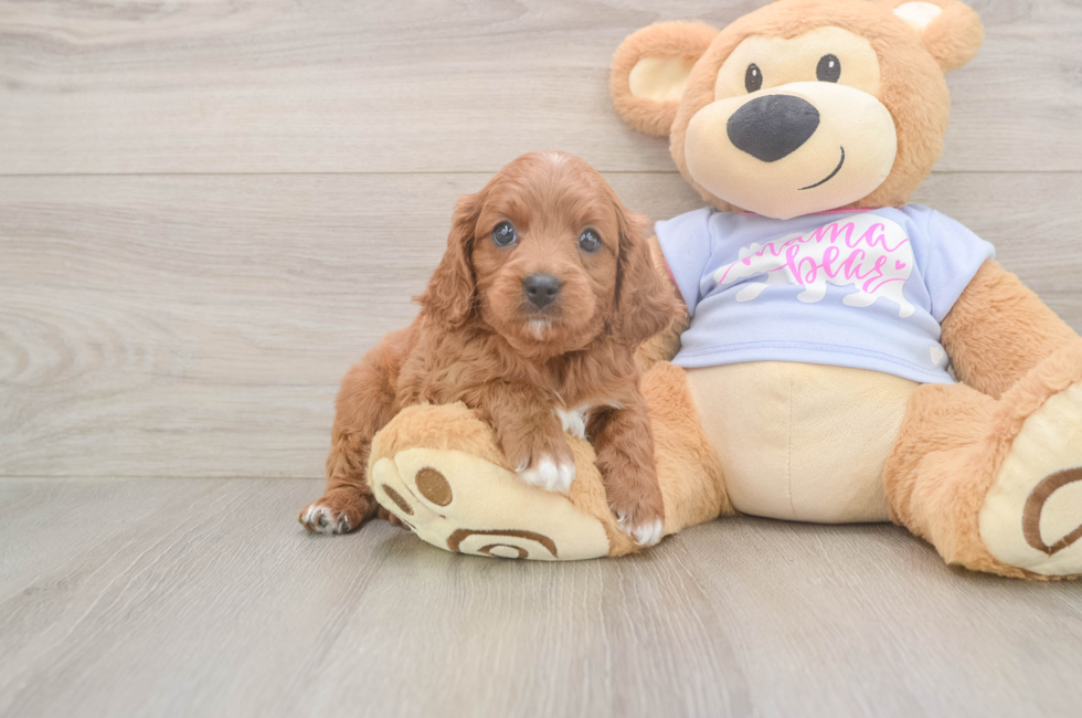 5 week old Cavapoo Puppy For Sale - Seaside Pups