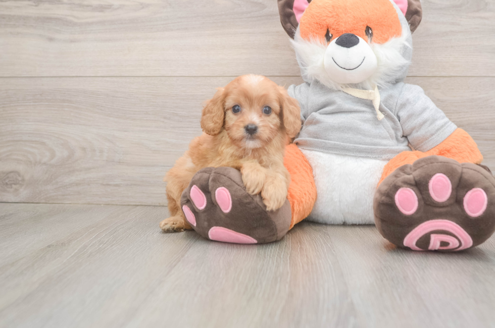 5 week old Cavapoo Puppy For Sale - Seaside Pups