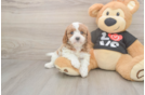 Cavapoo Puppy for Adoption