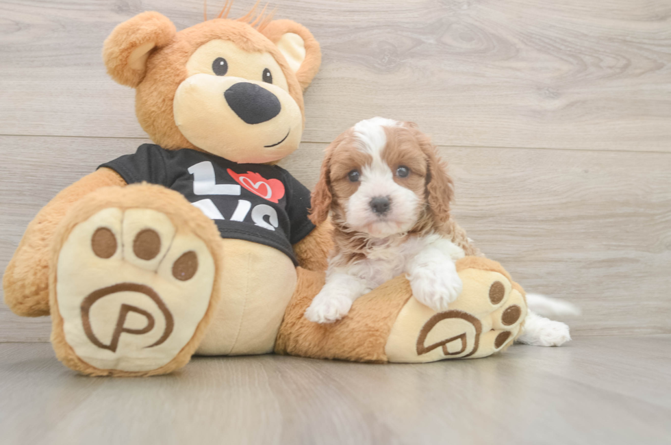 5 week old Cavapoo Puppy For Sale - Seaside Pups