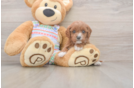 Best Cavapoo Baby