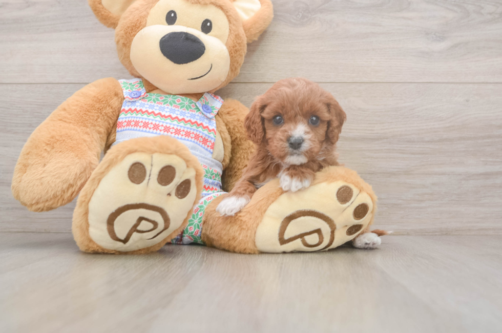 5 week old Cavapoo Puppy For Sale - Seaside Pups
