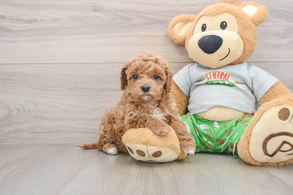 Smart Cavapoo Poodle Mix Pup