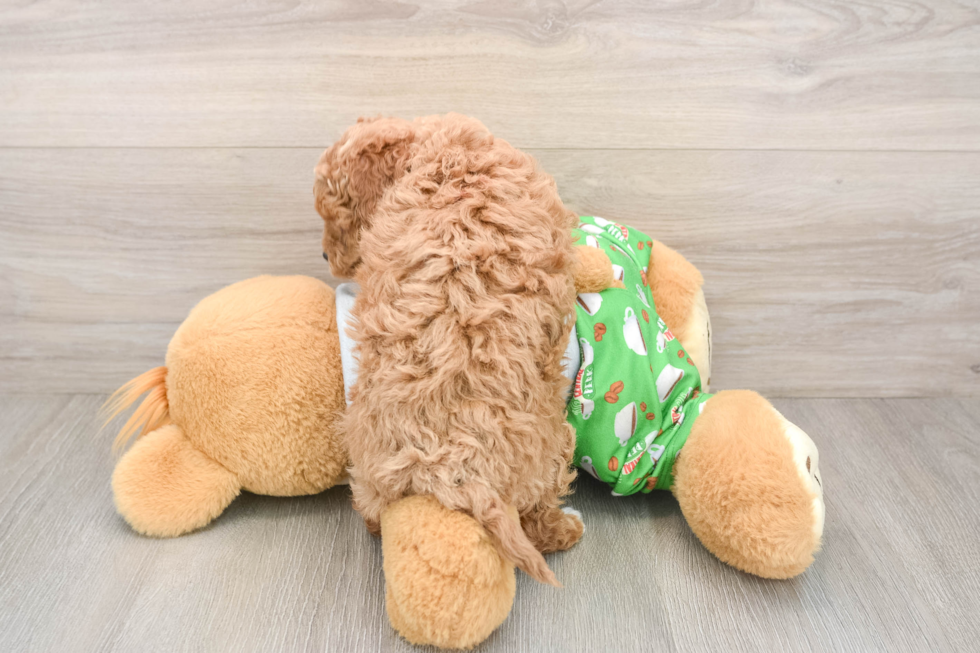 Cavapoo Pup Being Cute