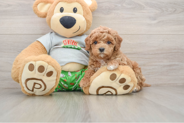 Cute Cavapoo Baby