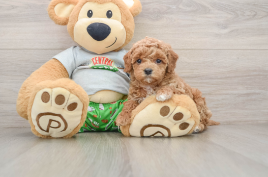 Cute Cavapoo Baby