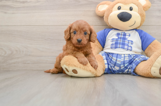 Energetic Cavoodle Poodle Mix Puppy