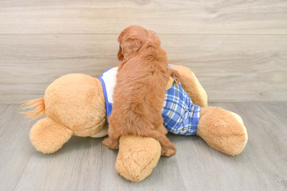 Best Cavapoo Baby