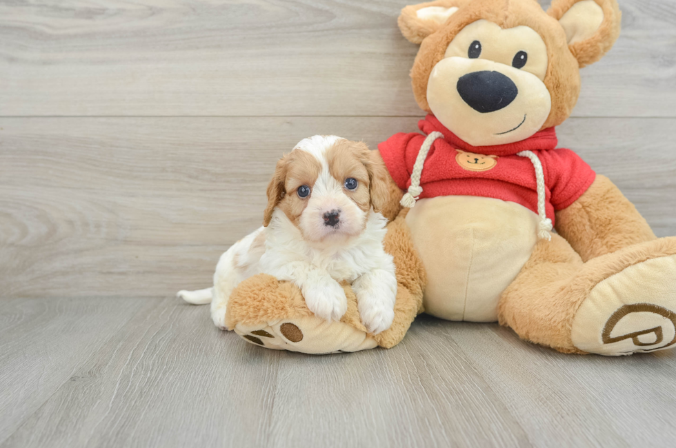 7 week old Cavapoo Puppy For Sale - Seaside Pups